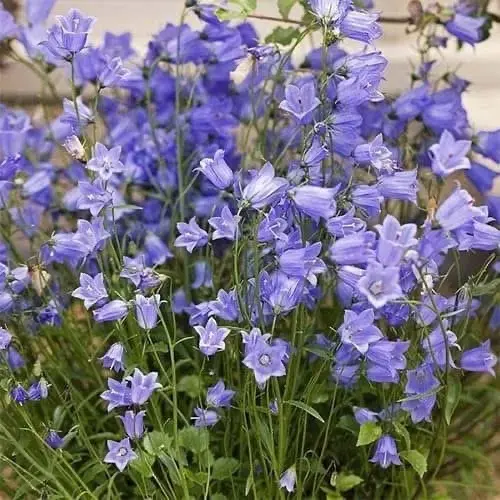 Кампанула (Джангл Блу)
