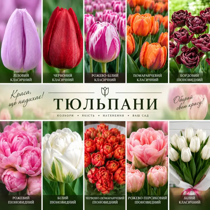 Зображення рослини Крупні-Середні Тюльпани 100% Цвітіння Тріумф, Піоновидні, Махрові 
